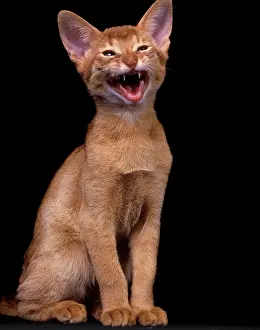 Miaowing: Cat - Red Abyssinian