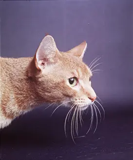 Abyssinian: CAT - Red Abyssinian, close-up of head