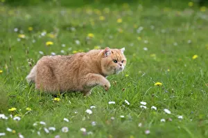 Slinking: Cat