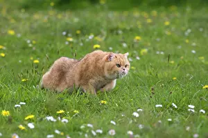 Slinking: Cat
