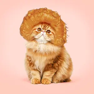 040718: Cat - Red Persian wearing ginger wig. Digital manipulation