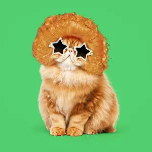 040718: Cat - Red Persian wearing ginger wig and gold star