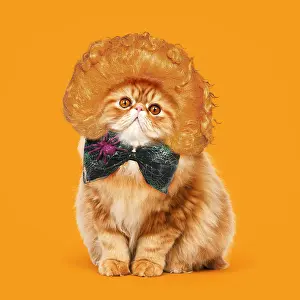 161018: Cat - Red Persian wearing ginger wig and halloween bow