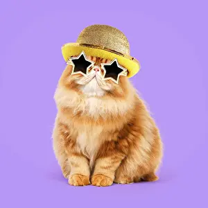 040718: Cat - Red Persian wearing gold star sunglasses and