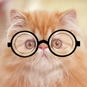 Intelligence: Cat - Red Tabby Persian kitten wearing glasses