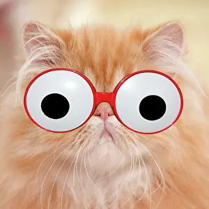 Googly: Cat - Red Tabby Persian kitten wearing googly eye glasses