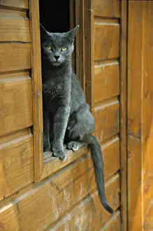 Beauregard: Cat resident Refuge of Beauregard Burgundy France