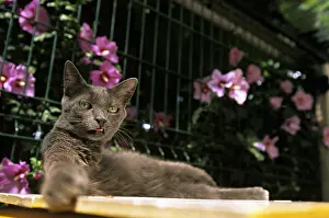 Bored: Cat resident Refuge of Beauregard Burgundy France