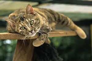 Bored: Cat resident Refuge of Beauregard Burgundy France