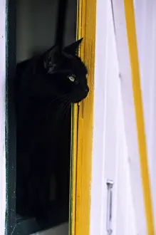 Lost: Cat resident Refuge of Beauregard Burgundy France