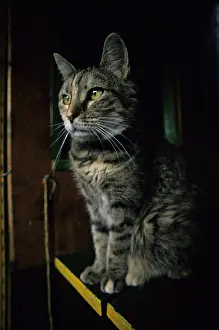 Lost: Cat resident Refuge of Beauregard Burgundy France
