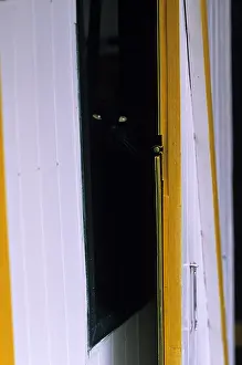 Lost: Cat resident Refuge of Beauregard Burgundy France