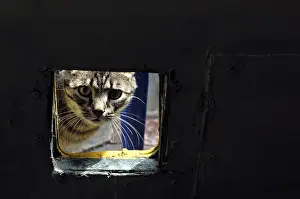 Lost: Cat resident Refuge of Beauregard Burgundy France