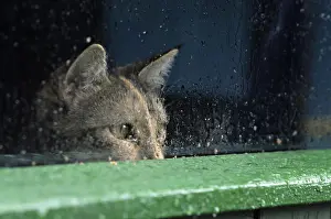 Lonesome: Cat resident Refuge of Beauregard Burgundy France