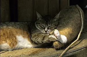 Ropes: Cat resident Refuge of Beauregard Burgundy France