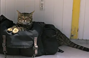 Lost: Cat resident Refuge of Beauregard Burgundy France