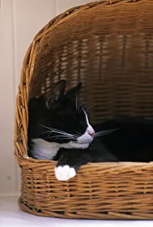 Lost: Cat resident Refuge of Beauregard Burgundy France