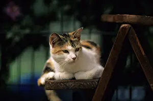 Lost: Cat resident Refuge of Beauregard Burgundy France