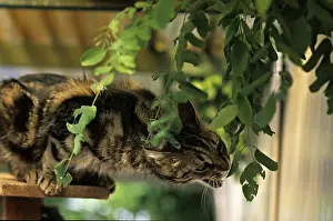Lost: Cat resident Refuge of Beauregard Burgundy France