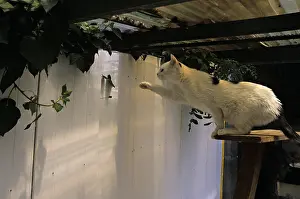 Hunted: Cat resident Refuge of Beauregard Burgundy France