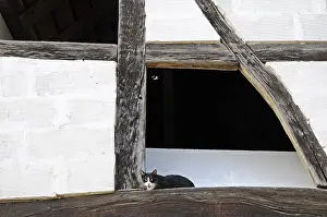 Frontage: Cat resting on a beam of a timbered house France