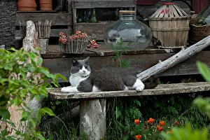 Benches: Cat resting on a bench in front of a garden shed