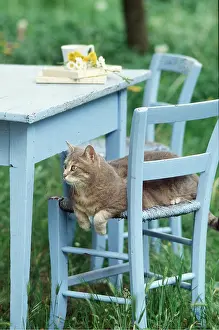 Frederic Rolland: CAT - resting on blue chair