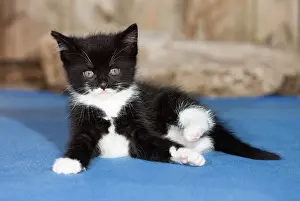 Carpets: Cat - resting on carpet - outdoors