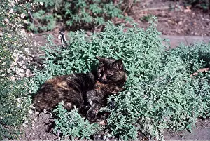 Basking: CAT - resting in catmint / catnip