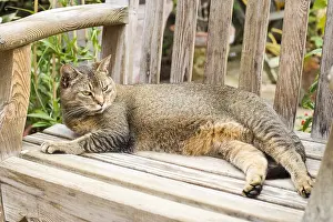 300119: Cat resting on garden bench - Norfolk UK