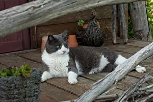 Patio: Cat resting on a garden terrace