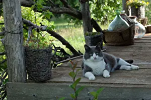 Patio: Cat resting on a garden terrace