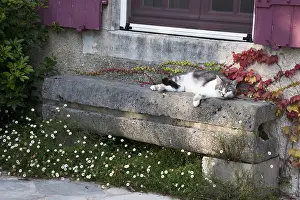 Poitou: Cat resting on a stone bench in front of a house