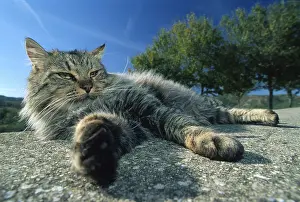 Alghero: Cat resting on a wall Alghero Sardinia Italy