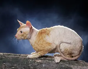 Bicolour: Cat - Rex cornish - red & white bicolour