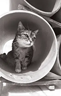 Kennel: Cat in rollers Refuge of Beauregard France