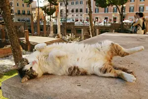 Submissive: Cat - rolling on back