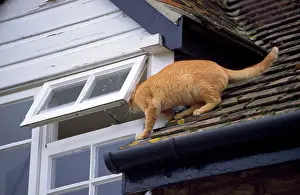 Roofs: Cat - on roof