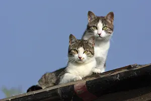 Roofs: Cat on a roof Kekini Greece