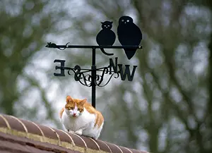 Roofs: Cat - on roof with weathervane