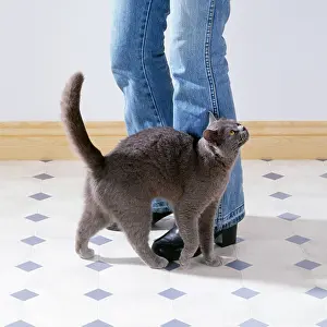 Owners: Cat - rubbing against owner's legs