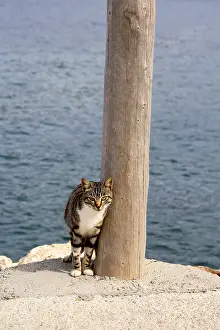 Quay: Cat rubbing against a pole in the sea