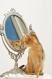 Mirrors: Cat - Ruddy Abyssinian looking in mirror