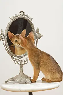 Mirrors: Cat - Ruddy Abyssinian looking in mirror