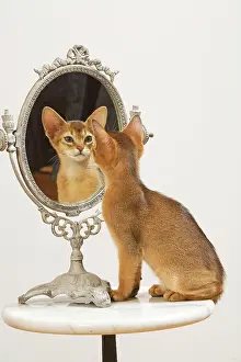 Mirrors: Cat - Ruddy Abyssinian looking in mirror