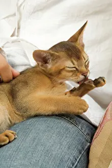 Owners: Cat - Ruddy Abyssinian on owner's lap grooming