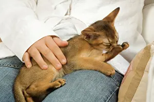 Owners: Cat - Ruddy Abyssinian on owner's lap grooming
