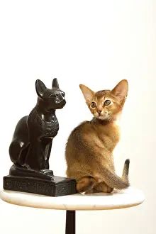 Stool: Cat - Ruddy Abyssinian in studio