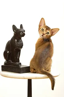 Stool: Cat - Ruddy Abyssinian in studio with statue of cat
