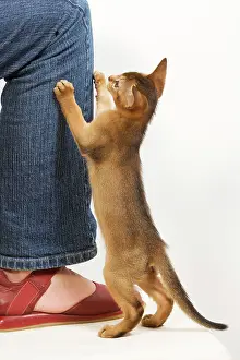 Owners: Cat - Ruddy Abyssinian trying to climb up owner's leg